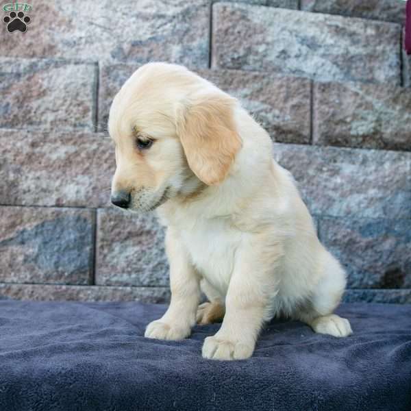 Marla, Golden Retriever Puppy